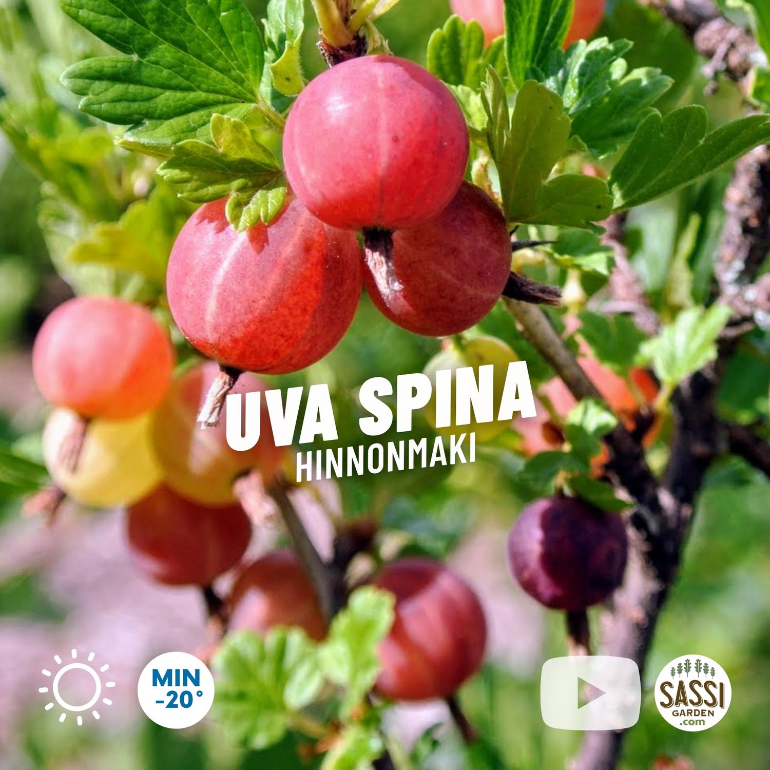 Uva spina rossa ‘Hinnonmaki’, Uva spina finlandese ‘Hinnomäki Röd’, Ribes uva-crispa - vaso Ø18 cm Uva spina rossa ‘Hinnonmaki’, Uva spina finlandese ‘Hinnomäki Röd’, Ribes uva-crispa - vaso Ø18 cm