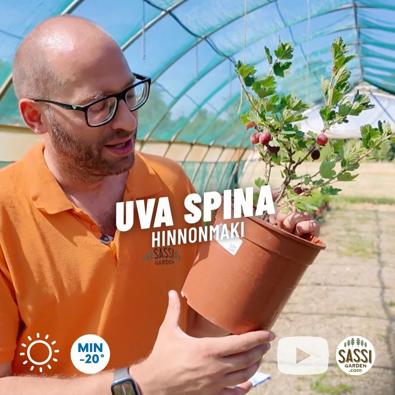Uva spina rossa ‘Hinnonmaki’, Uva spina finlandese ‘Hinnomäki Röd’, Ribes uva-crispa - vaso Ø18 cm