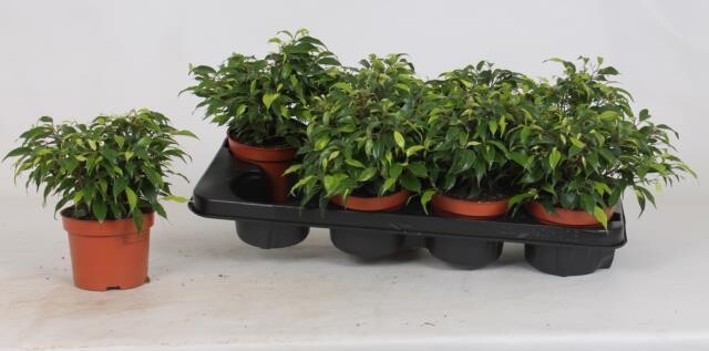 Ficus benjamina 'Green Kinky', Ficus kinky - vaso Ø12 cm