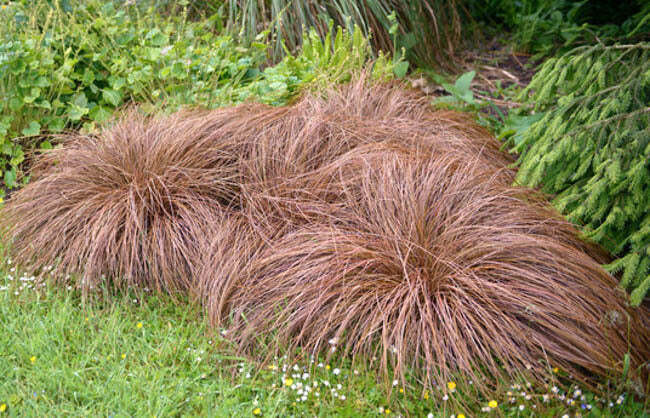 Carex comans 'Bronze' - vaso Ø17 cm Carex comans 'Bronze' - vaso Ø17 cm