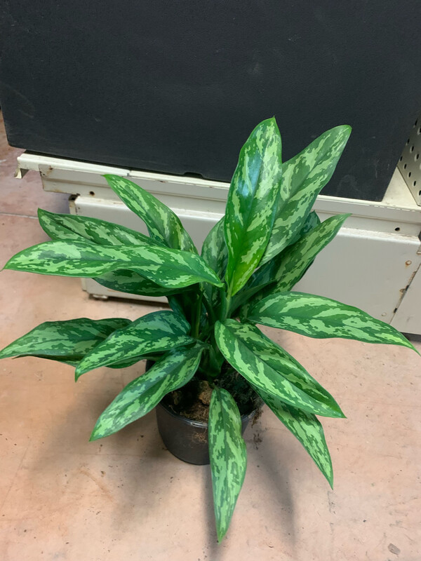 Aglaonema commutatum 'Maria', Pianta Cinese del Denaro - vaso Ø12 cm