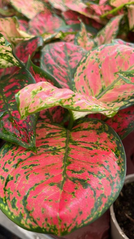Aglaonema Spotted Star, Aglaonema Stella Maculata - vaso Ø12 cm