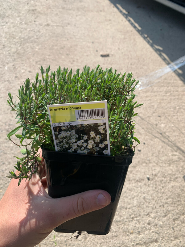 Arenaria Montana, di montagna - vaso Ø12 cm