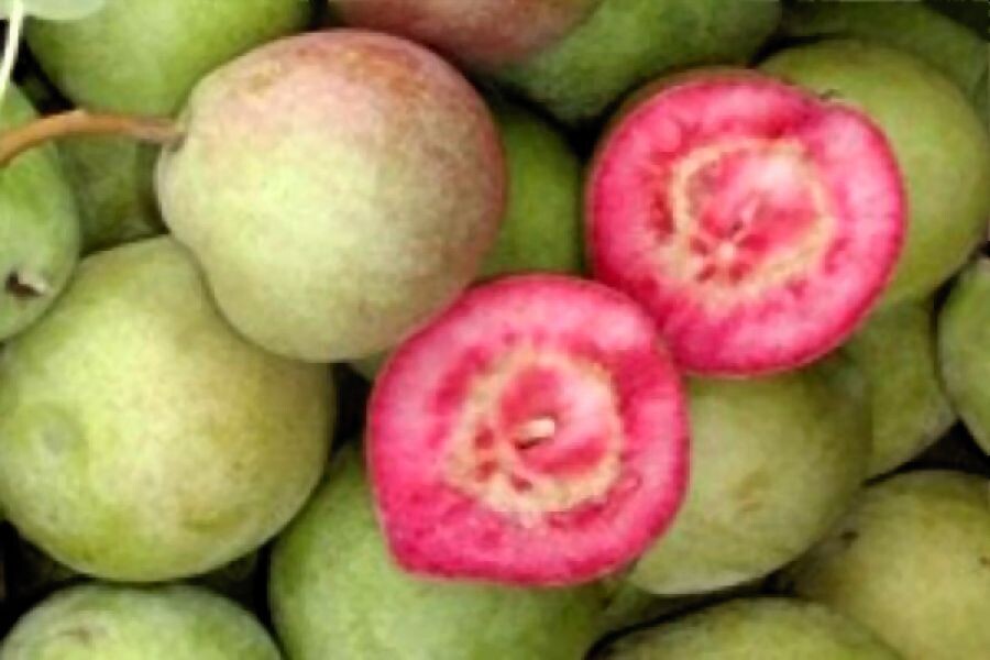 Pero Cocomerina Briaca, Pera, Pyrus Pyrifolia -  vaso Ø26 cm