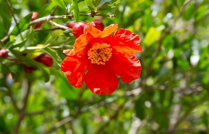 Punica granatum ' Kizakuro ' - Melograno da fiore - vaso Ø20 cm