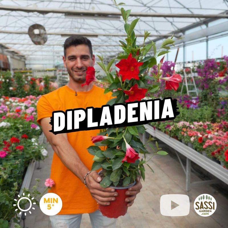 Dipladenia piramide, Mandevilla sanderi - vaso Ø17 cm Dipladenia piramide, Mandevilla sanderi - vaso Ø17 cm