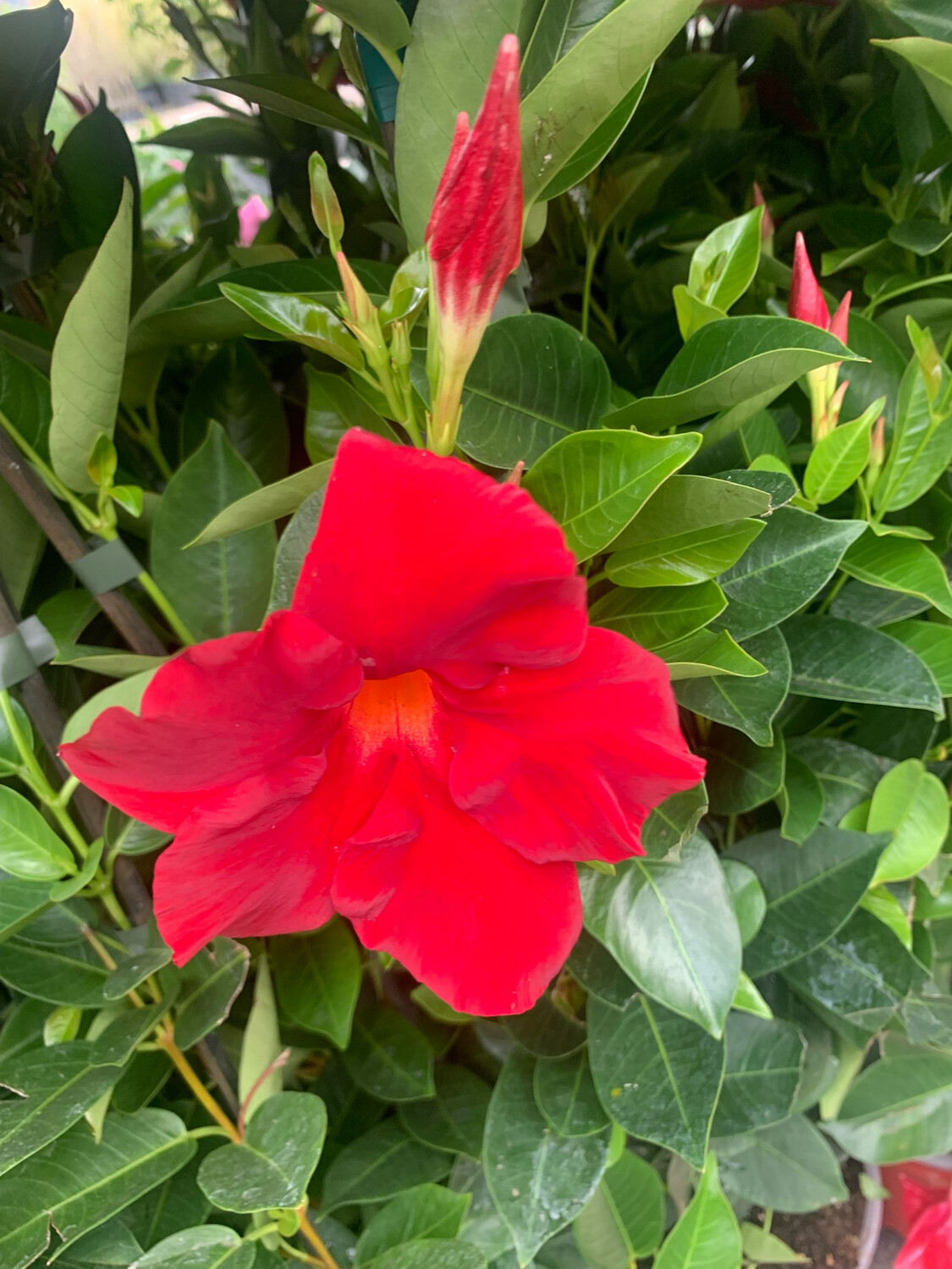 Dipladenia, Mandevilla sanderi - vaso 19x19cm, h 110 cm