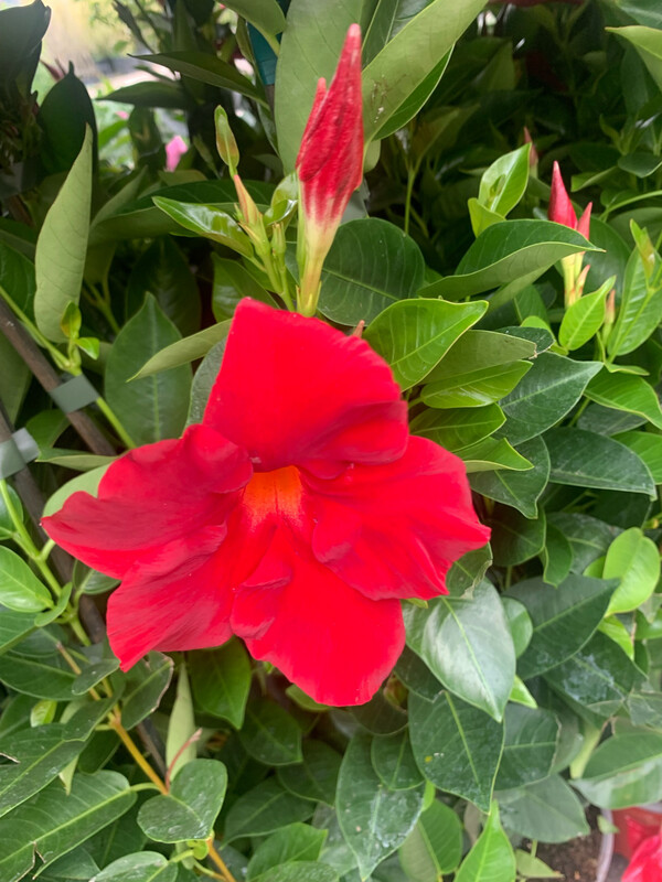 Dipladenia, Mandevilla sanderi - vaso 19x19cm, h 110 cm Dipladenia, Mandevilla sanderi - vaso 19x19cm, h 110 cm