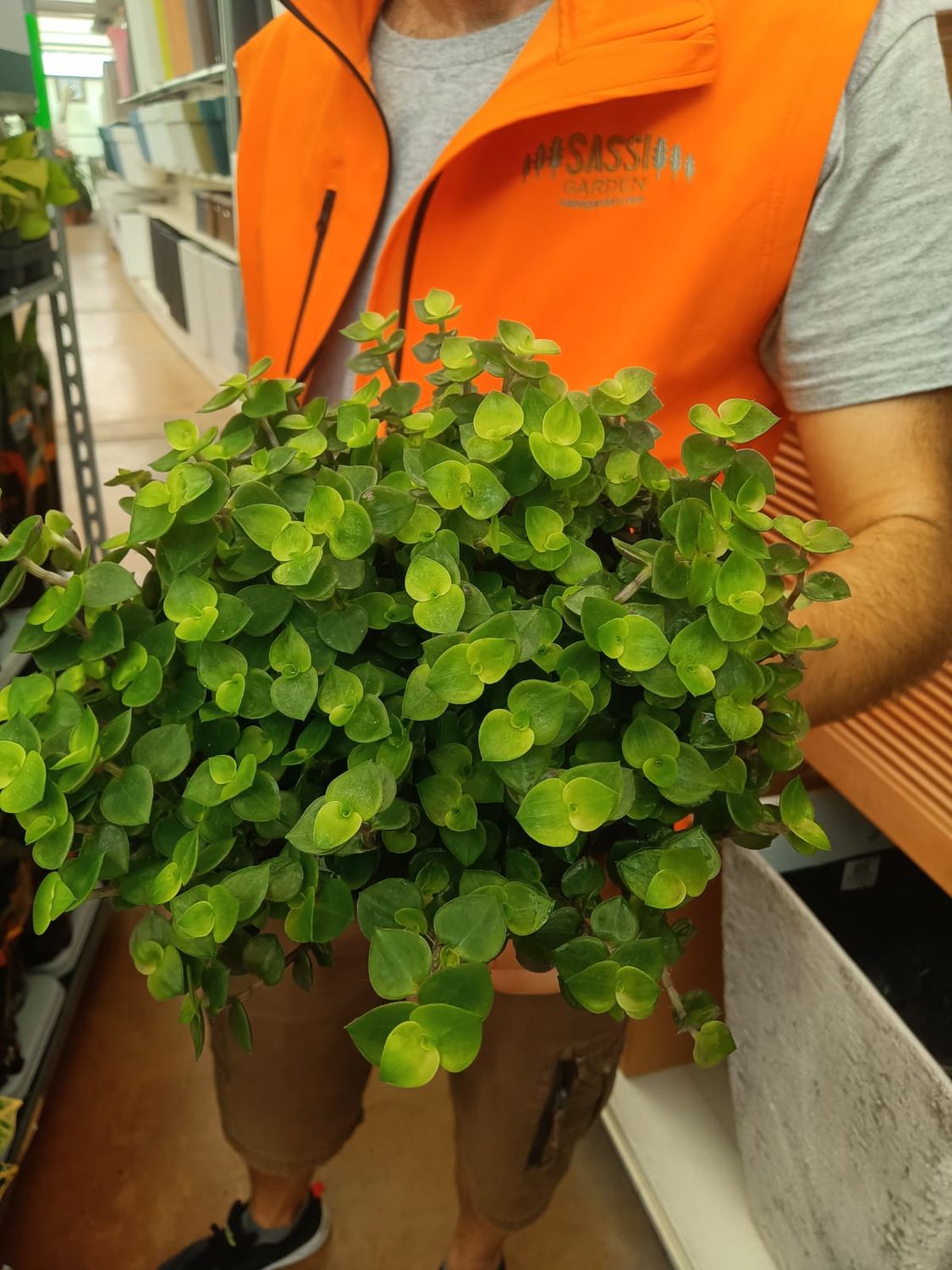Callisia repens 'Turtle' - vaso Ø11 cm