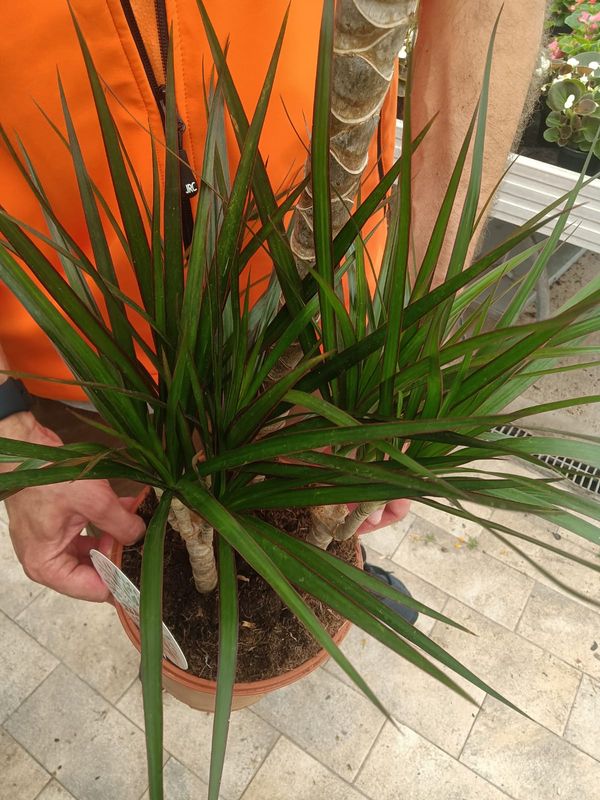 Dracena marginata, Dracaena - vaso Ø21 cm, h 100 cm
