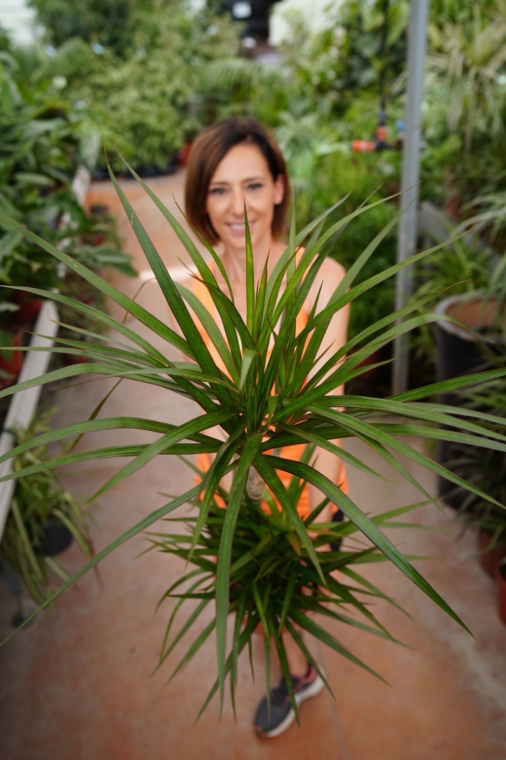 Dracena marginata, Dracaena - vaso Ø21 cm, h 100 cm