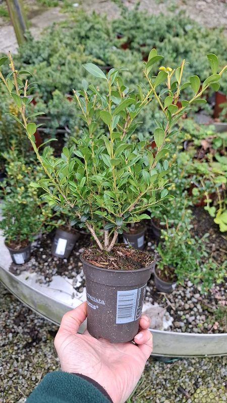 Ilex crenata 'Glory Gem' (sostituto del bosso) - vaso Ø10 cm, h 20 cm