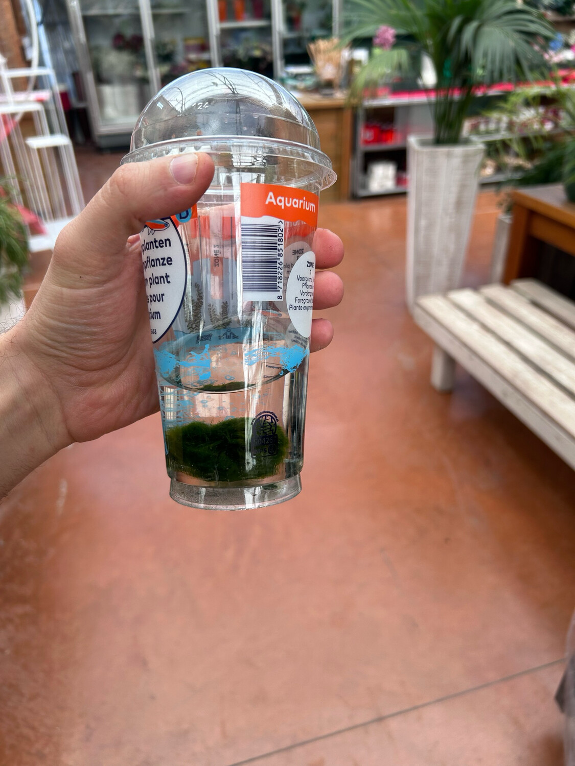 Marimo, Alga palla, Aegagropila linnaei - bicchiere 1 palla Marimo, Alga palla, Aegagropila linnaei - bicchiere 1 palla