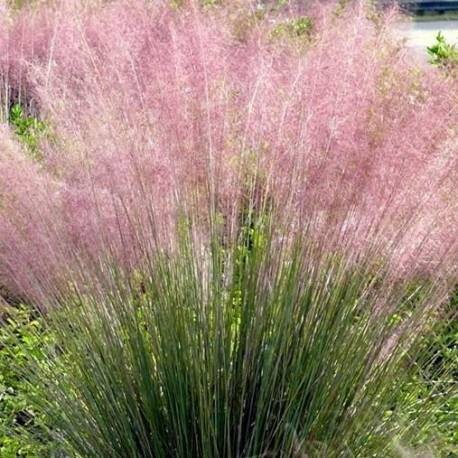 Muhlenbergia capillaris v 17 Muhlenbergia capillaris v 17