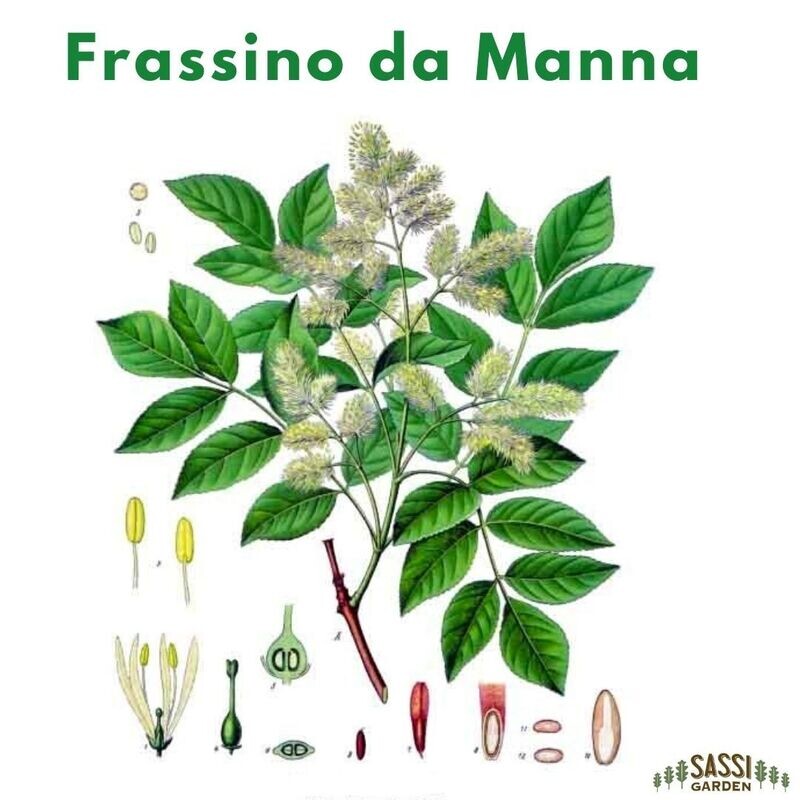 MRPF Fraxinus ornus, Frassino da Manna/Orniello/Orno/Albero della manna - ALBERO IN VASO ALTO ( MONTECH)