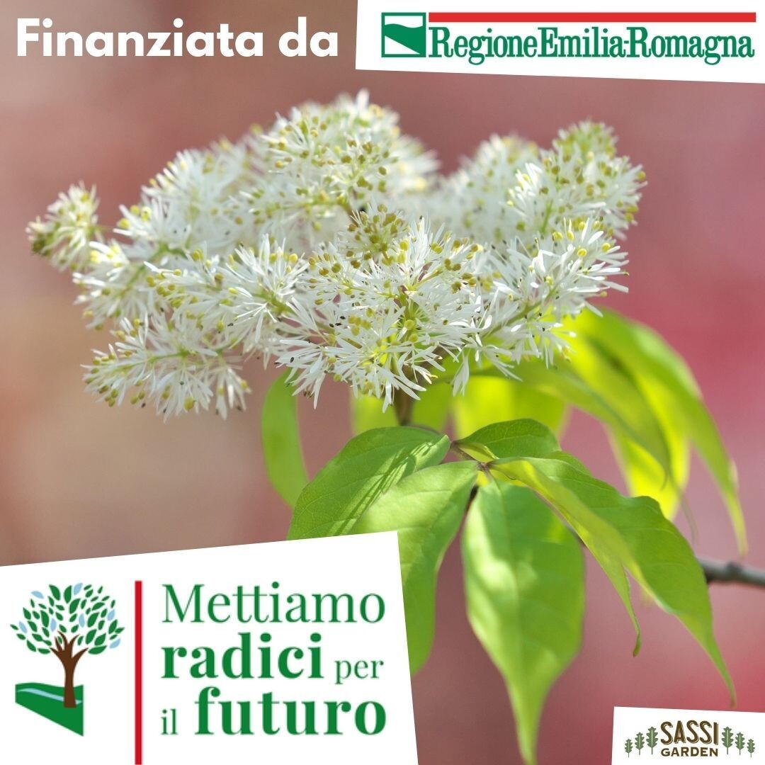 MRPF Fraxinus ornus, Frassino da Manna/Orniello/Orno/Albero della manna - ALBERO IN VASO ALTO ( MONTECH)