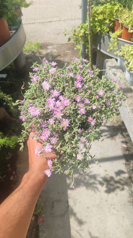 Barba di Giove, Drosantemo, Drosanthemum - vaso Ø15 cm