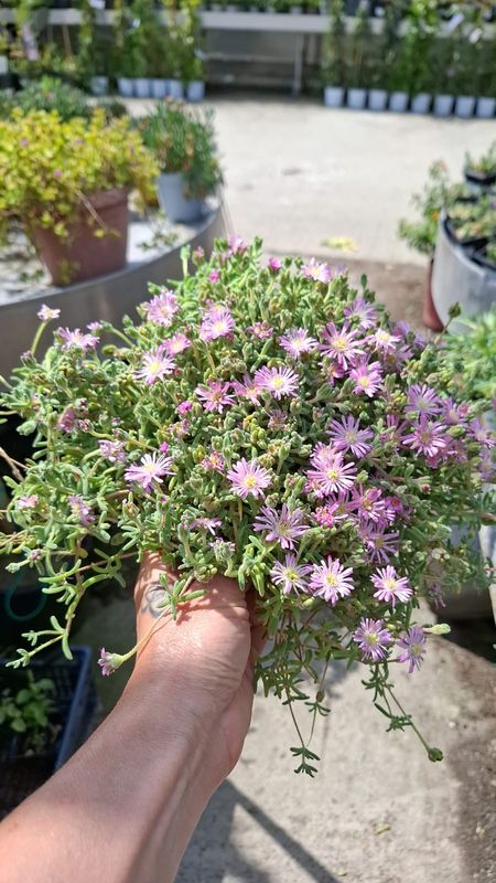 Barba di Giove, Drosantemo, Drosanthemum - vaso Ø15 cm