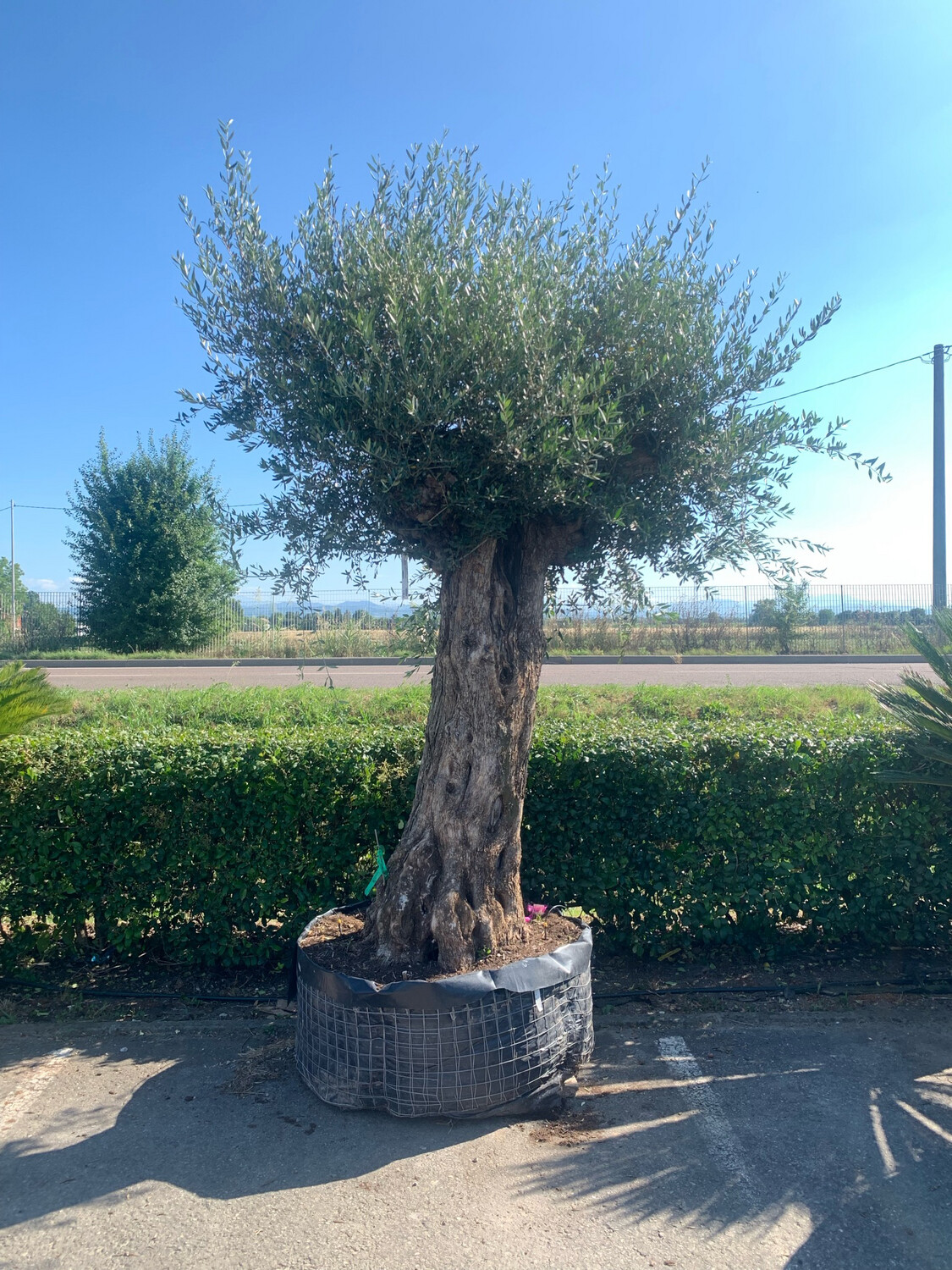 Ulivo secolare, Olivo, Olea europaea, Grande (ALTO 180-200) di solo tronco tronco ampio Ulivo Arbequina