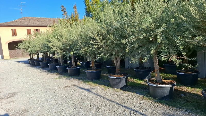 Ulivo Secolare, Olivo, Olea europaea- Ramificato vaso 100 lt
