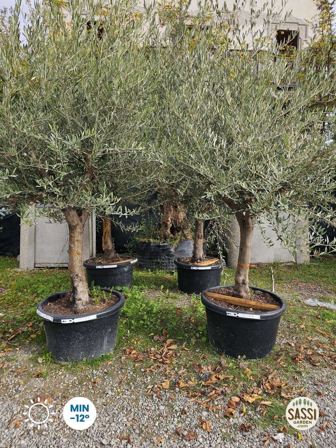 Ulivo Secolare, Olivo, Olea europaea- Ramificato vaso 100 lt Ulivo Secolare, Olivo, Olea europaea- Ramificato vaso 100 lt