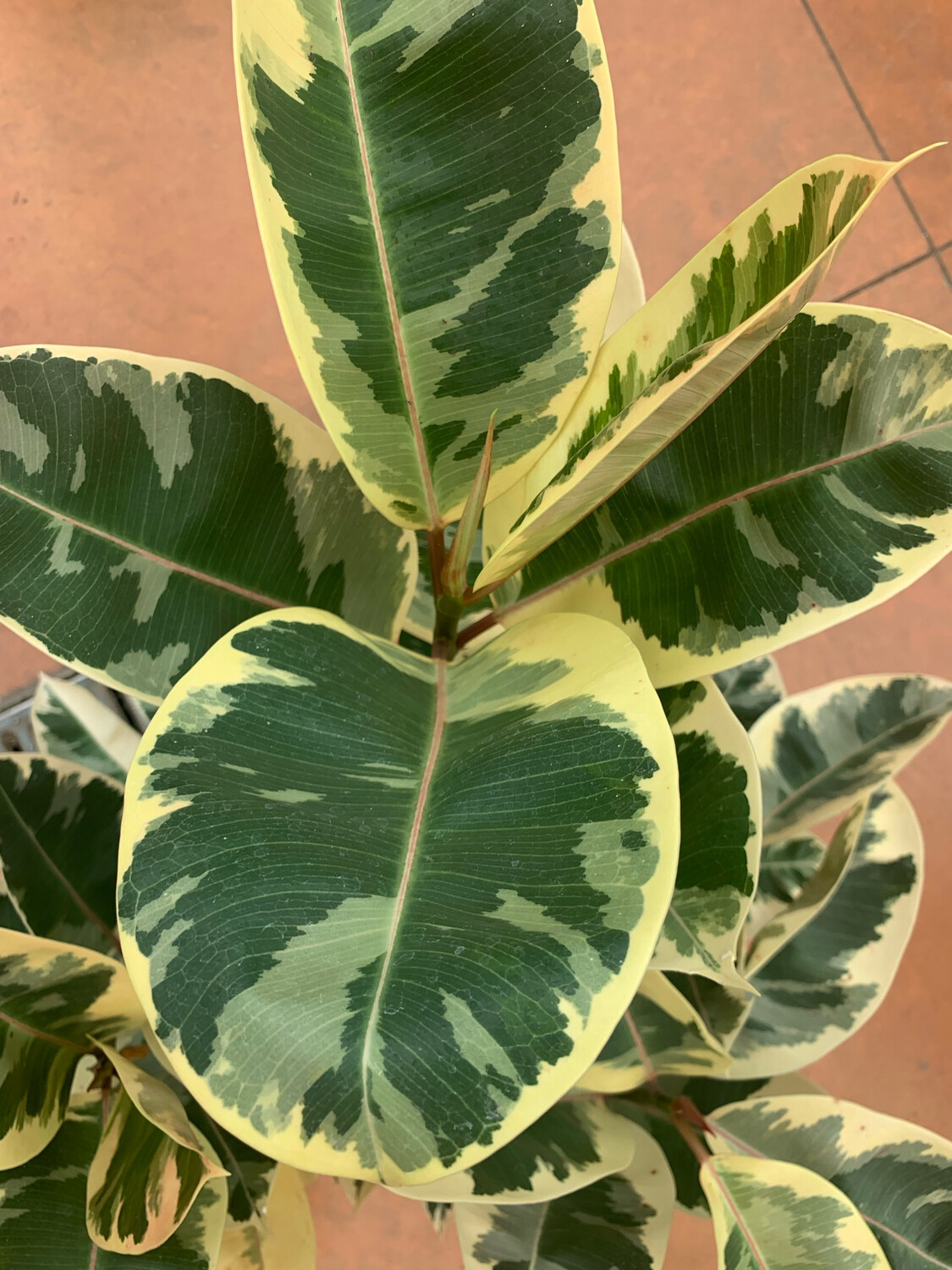 Ficus elastica 'Tineke' - vaso Ø21 cm, h 90 cm