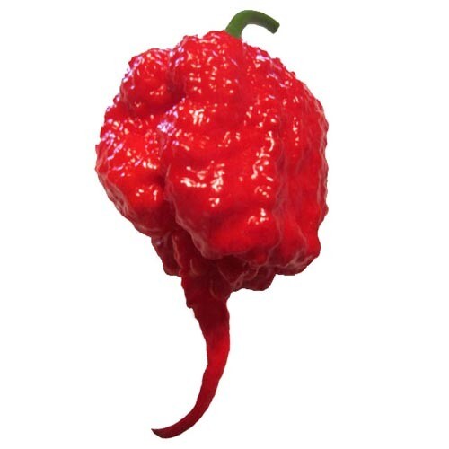 PEPERONCINO CAROLINA REAPER - Capsicum chinense - v14