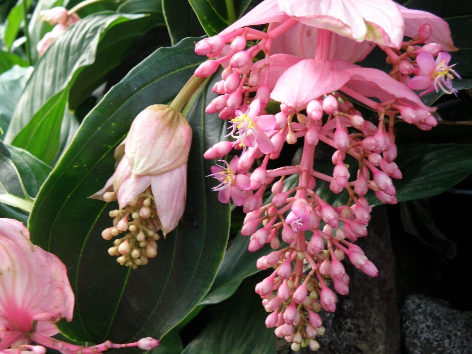 Medinilla magnifica 'Flamenco' - vaso Ø17 cm (Solo Parma e Reggio) Medinilla magnifica 'Flamenco' - vaso Ø17 cm (Solo Parma e Reggio)