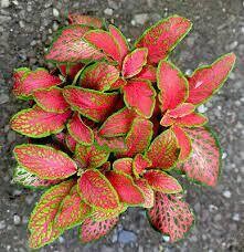 Fittonia 'Ruby Lime' - vaso Ø8,5 cm