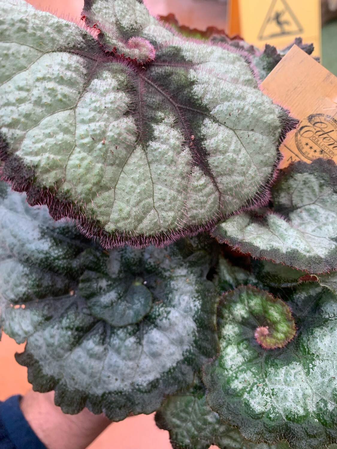Begonia Rex 'Princess of Hanover'- vaso Ø12 cm