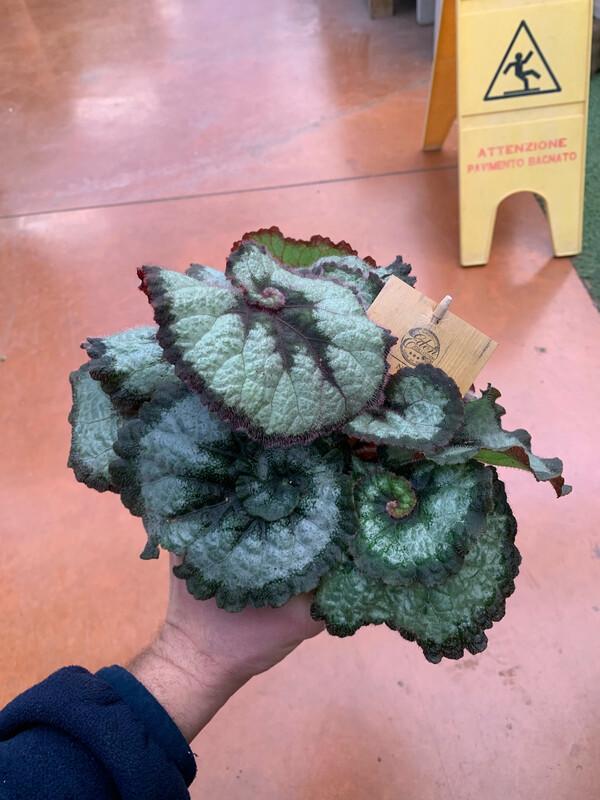 Begonia Rex 'Princess of Hanover'- vaso Ø12 cm