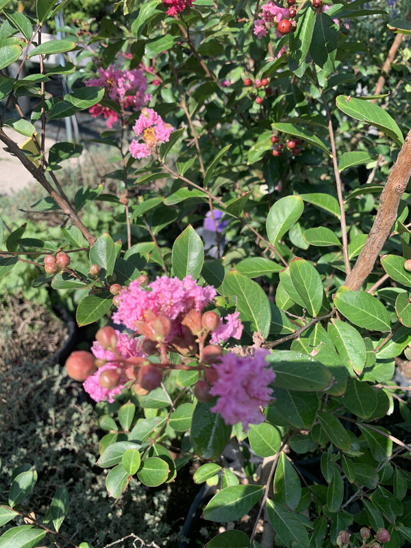 Lagerstroemia indica 'Rosea Grassi', Mirto crespo (Alberetto) - vaso Ø24 cm, h 200 cm Lagerstroemia indica 'Rosea Grassi', Mirto crespo (Alberetto) - vaso Ø24 cm, h 200 cm