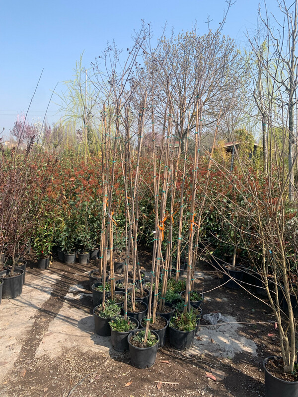 Lagerstroemia indica 'Rosea Grassi', Mirto crespo (Alberetto) - vaso Ø24 cm, h 200 cm