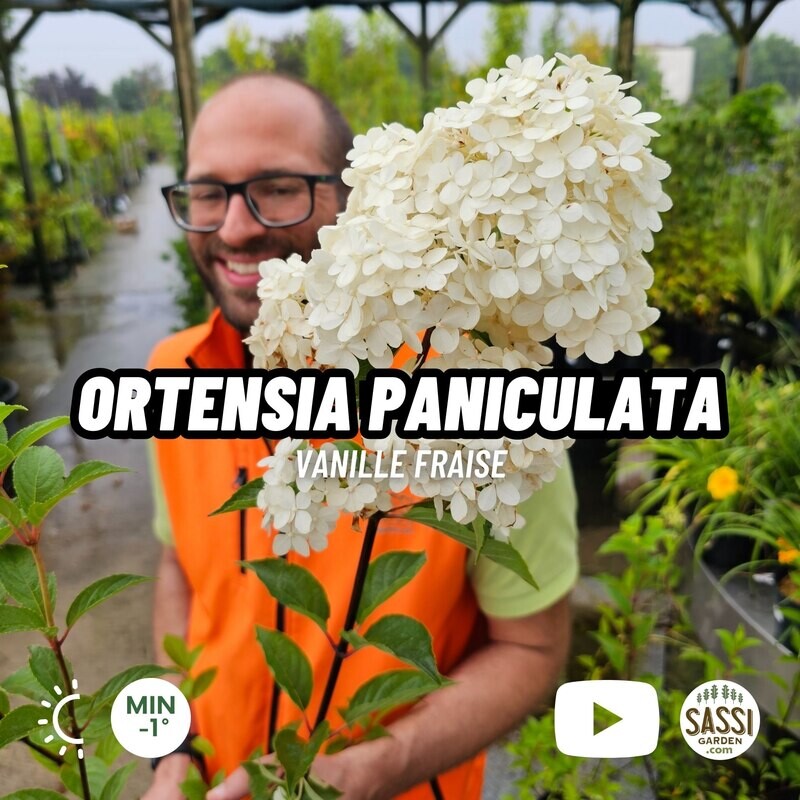 Ortensia Paniculata Vaniglia Fragola, Hydrangea paniculata 'Vanille Fraise' - vaso Ø17 cm