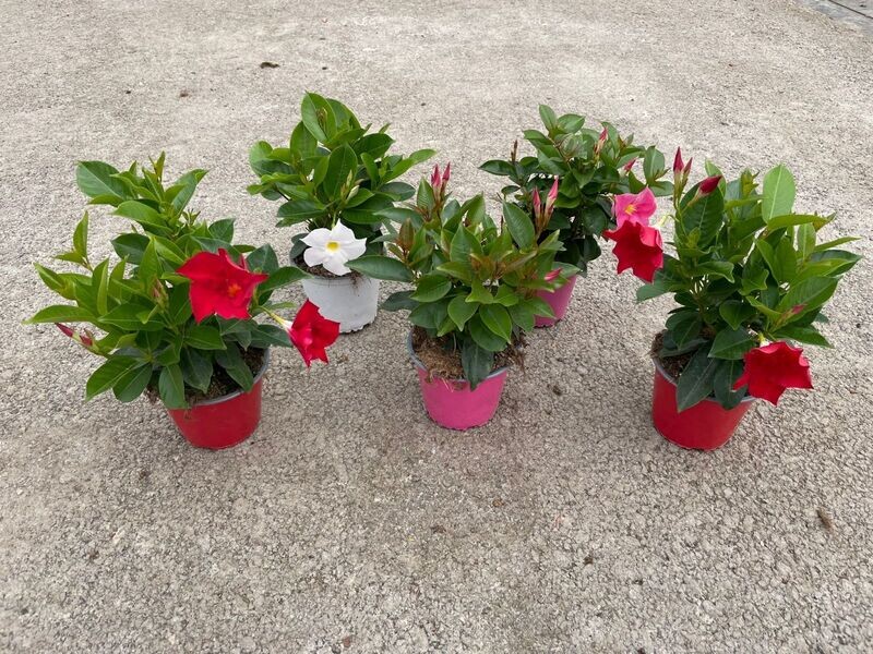 Dipladenia, Mandevilla sanderi - vaso Ø10.5 cm Dipladenia, Mandevilla sanderi - vaso Ø10.5 cm