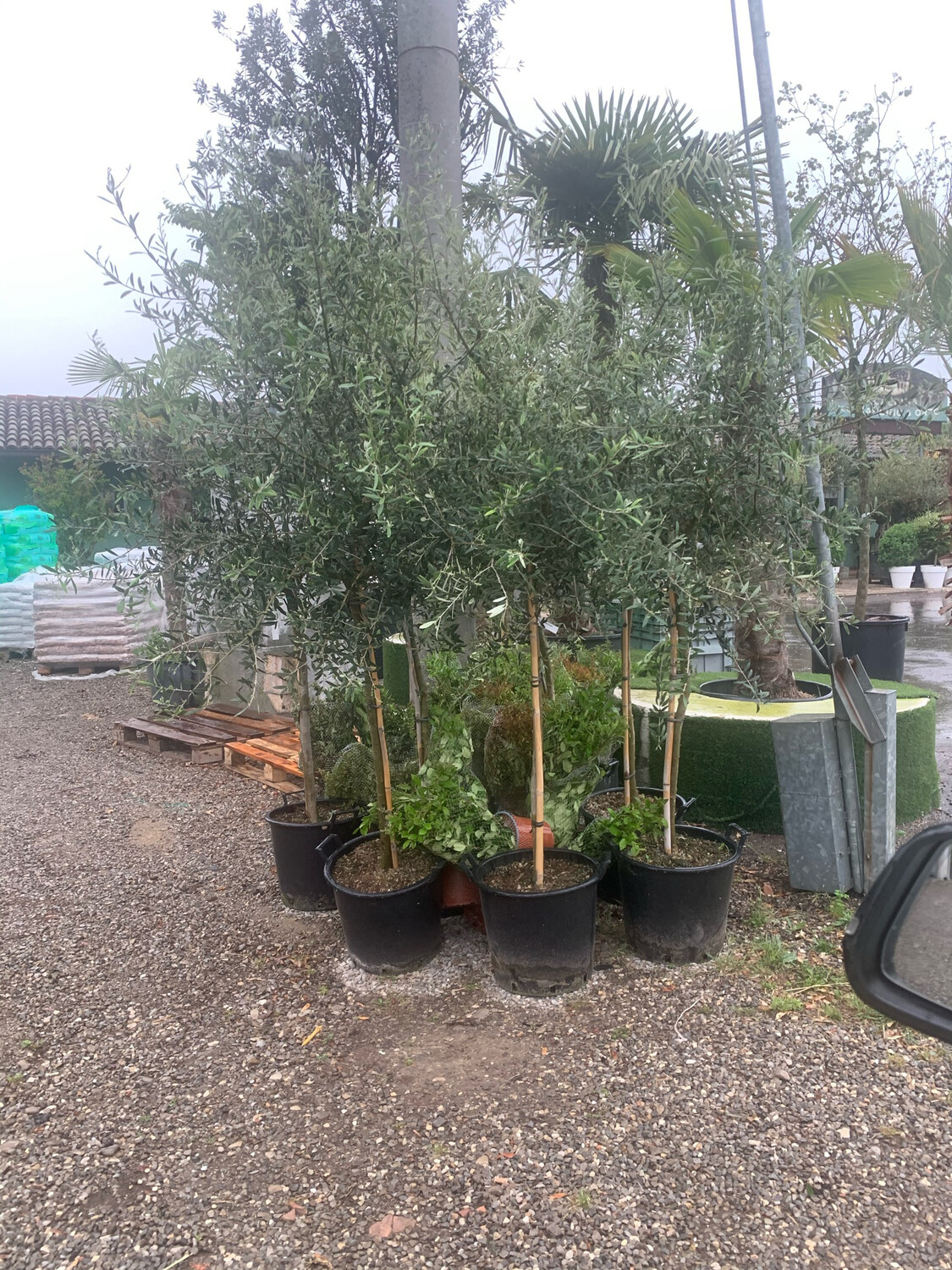 Ulivo Leccino, Olivo, Olea Europaea var. Leccino - vaso Ø40 cm