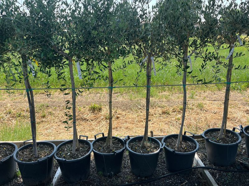 Ulivo Leccino, Olivo, Olea Europaea var. Leccino - vaso Ø40 cm