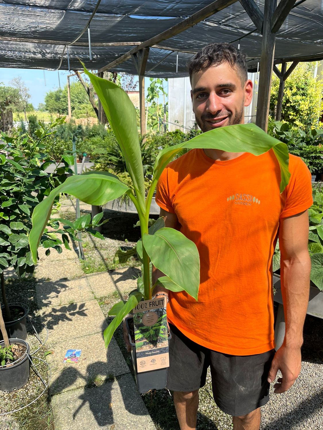 Musa basjoo, Banano Giapponese - vaso Ø17 cm, h 60 cm