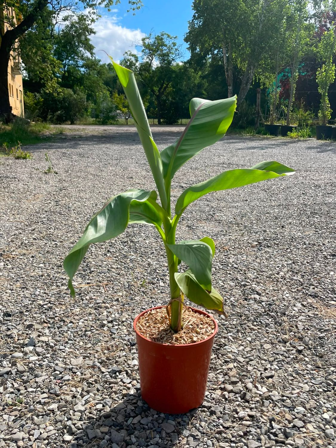 Musa basjoo, Banano Giapponese - vaso Ø17 cm, h 60 cm Musa basjoo, Banano Giapponese - vaso Ø17 cm, h 60 cm
