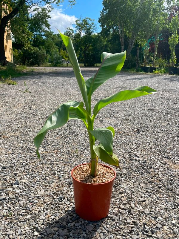 Musa basjoo, Banano Giapponese - vaso Ø17 cm, h 60 cm