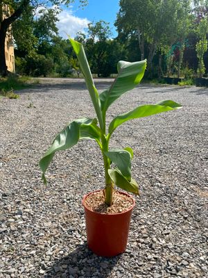 Musa basjoo, Banano Giapponese - vaso Ø17 cm, h 60 cm