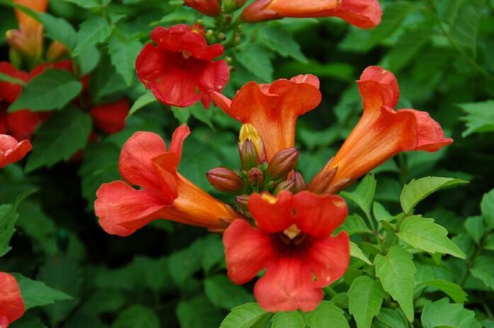 Bignonia arancione - Campsis × tagliabuana ‘Madame Galen’ - vaso 15 cm quadrato