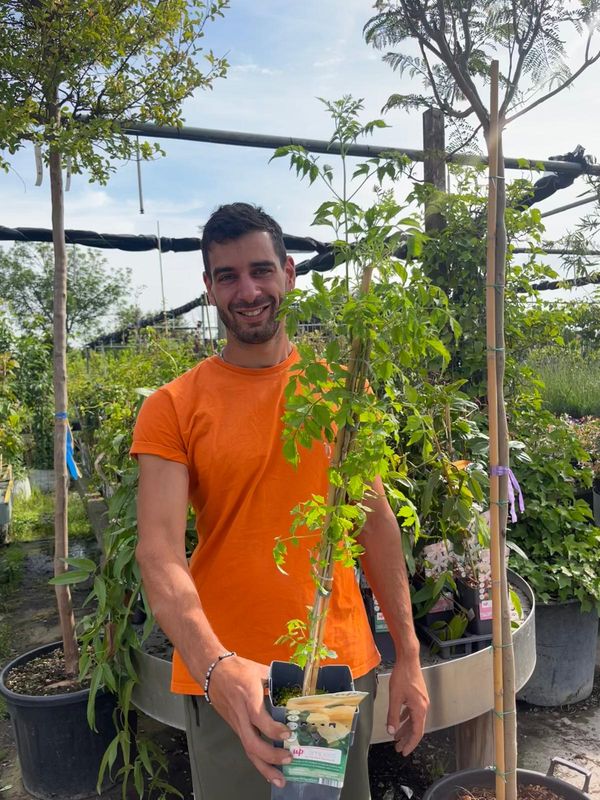 Bignonia gialla rampicante - Campsis radicans ‘Flava’ - vaso 15 cm quadrato