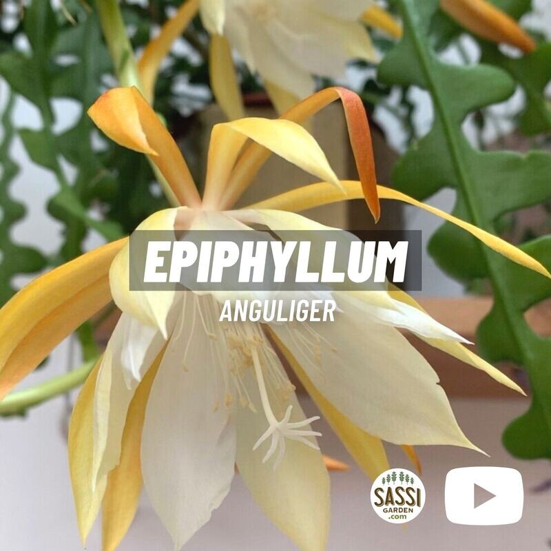 Epiphyllum anguliger - Basket Ø14 cm