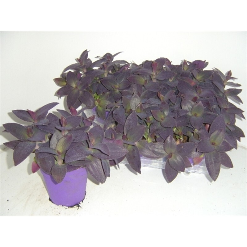 Tradescantia Purple Heart, Erba miseria, Tradescanzia - vaso Ø12 cm