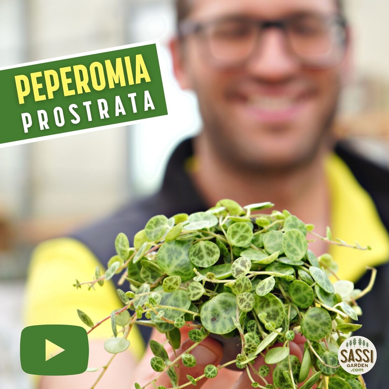 Peperomia Prostrata, Pianta Tartaruga, Collana di Tartarughe 🐢 - vaso Ø6 cm