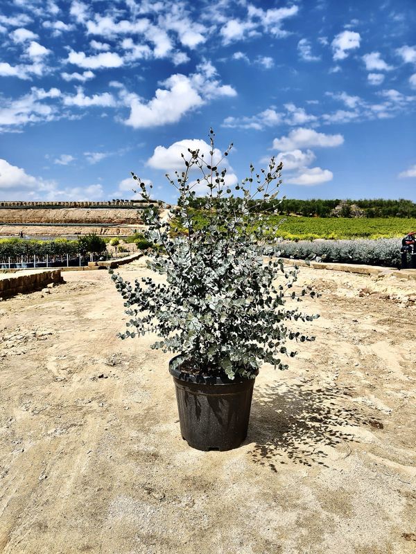 Eucalyptus gunnii, Eucalipto del sidro - vaso Ø28 cm