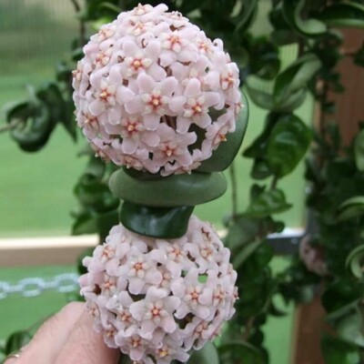 Hoya carnosa compacta, Hoya Hindu Rope, Fiore di cera - vaso Ø12 cm