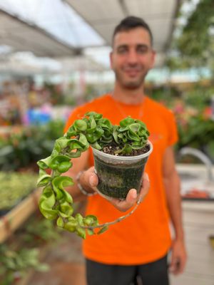 Hoya carnosa compacta, Hoya Hindu Rope, Fiore di cera - vaso Ø12 cm
