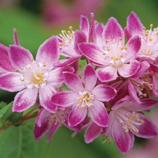 Deutzia hybrida, Deuzia 'Perle Rose' - vaso Ø24 cm Deutzia hybrida, Deuzia 'Perle Rose' - vaso Ø24 cm